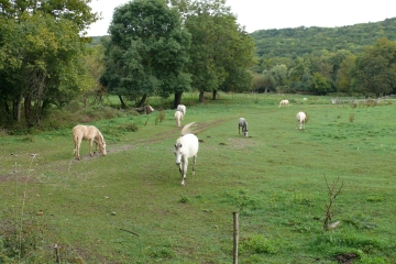 BALADE CHATEAUGAY (2) -puy-de-dome