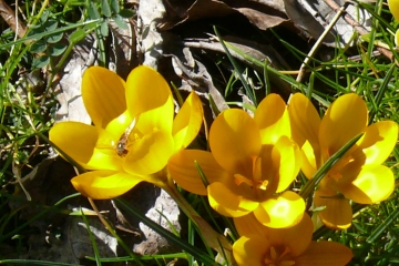 PONT-DU-CHATEAU-puy-de-dome