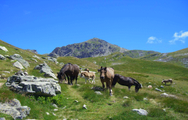 VALLEE D OSSAU-basque