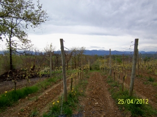 BOIS DE MONEIN-basque