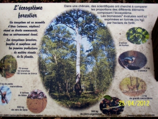 BOIS DE MONEIN-basque