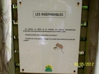 BOIS DE BORDES - BOIS D ANGAIS - BOIS DE BEUSTE-basque