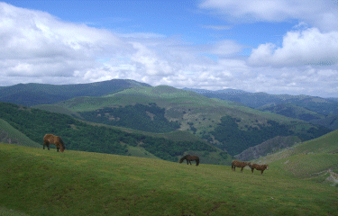 TOUR DE LA FORET DE HAYRA-basque