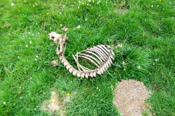 VALLEE D OSSAU-basque