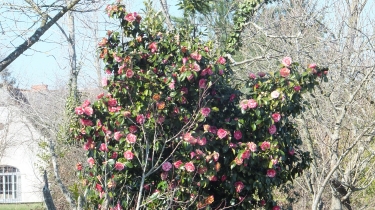 CAMPAGNE BEARNAISE-basque