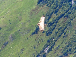 FALAISE AUX VAUTOURS-basque