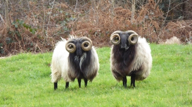 BAIGORRI - SOMMET D ADARZA - BANCA-basque