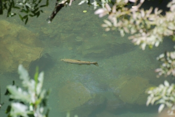 BAIGORRI - SOMMET D ADARZA - BANCA-basque