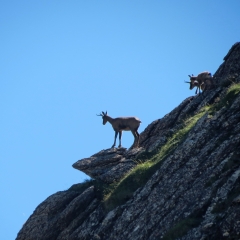 PIC DE GABEDAILLE 2258 M-basque