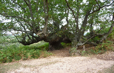 Zugarramurdy - Urdax-basque