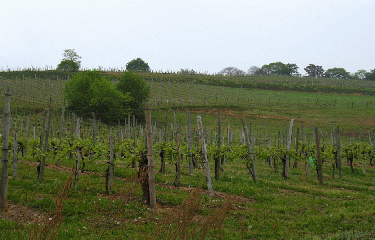 VIGNOBLE DE CUQUERON-basque