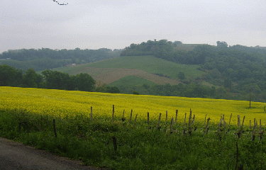 VIGNOBLE DE CUQUERON-basque