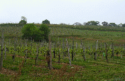 VIGNOBLE DE CUQUERON-basque