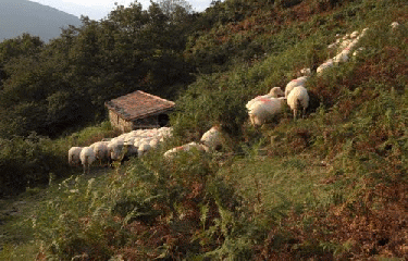 SAINT ESTEBEN - SARE-basque