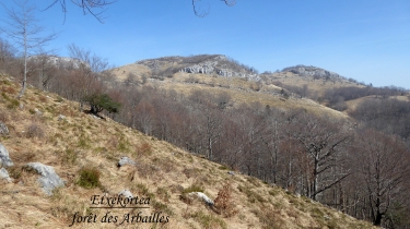 ETXEKORTEA - FORET DES ARBAILLES-basque