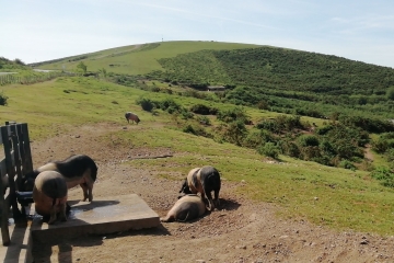 ZUHALMENDI ET KINTOAS-basque