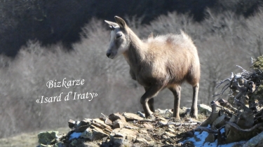 BIZKARZE - IRATY - FORET ET CRETES