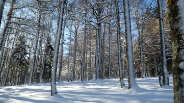 Saint-Étienne-de-Baïgorry-basque
