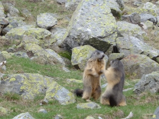 PIC DE PEYREGET-basque