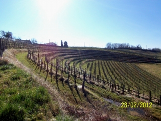 LES VIGNES EN TERRASSES-basque