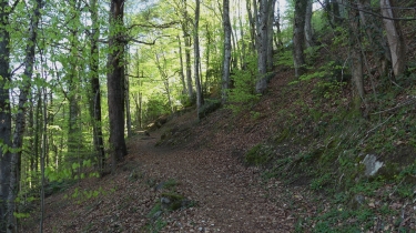 CAUTERETS - BOUCLE DANS LA FORET DE HETRES-hautes-pyrenees
