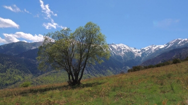 LOS MASOS - ELS BESSIS - PRAT MITJA - LOS MASOS-po