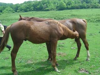 GALAMUS - CAMPEAU-po