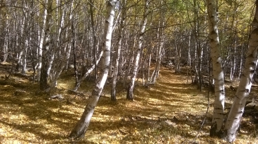 SANSA - A LA RENCONTRE DES CERVIDES-po