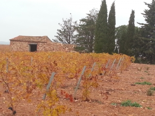 FOURQUES - LE CHEMIN D ADRIENNE-po