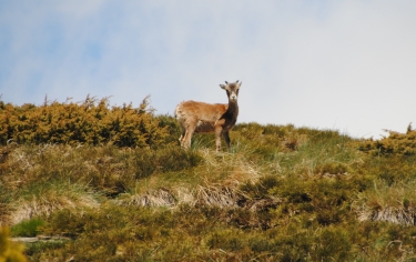 OREILLA - PIC DE LA LLABANERA-po
