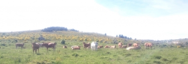 MOLITG-LES-BAINS - PIC DEL ROSSELLO-po