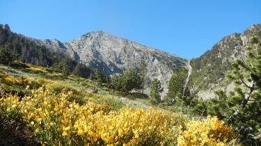 PILO DE LA XIMENEIA - PIC REDOUN-po