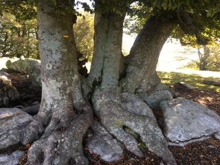 LAVAIL - FORET AUTOUR DU MONTBRAN-po