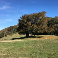 LAVAIL - FORET AUTOUR DU MONTBRAN-po