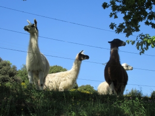 GRANDE BOUCLE DE TAILLET-po