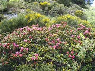 MANTET (VARIANTE DE MANTET 2)-po