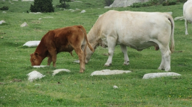 DU LAC DES BOUILLOUSES AU LAC D AUDE-po