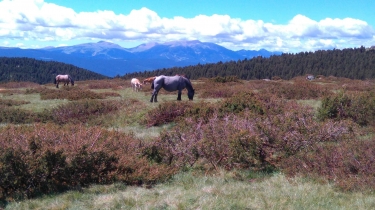 FONT ROMEU  -  PIC DELS MOROS-po