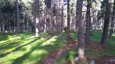 BOLQUERE  -  PLAT DES ARTIGUES-po