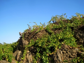 VIGNOBLE DE COLLIOURE-po