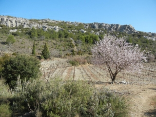 OPOUL - MONTOULIE DE PERILLOU-po