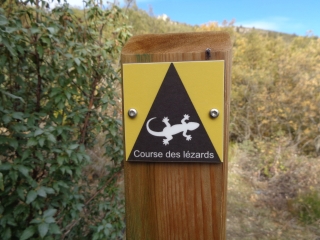 EUS COMA - VARIANTE-po