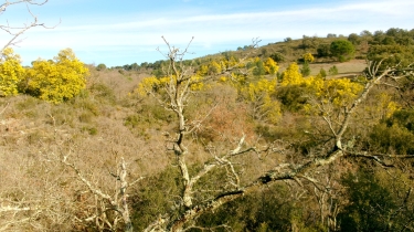 STE COLOMBE - ROC DE MAJORQUE -CASTELNOU-po