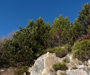 FONT-ROMEU - SENTIER DES ECUREUILS-po