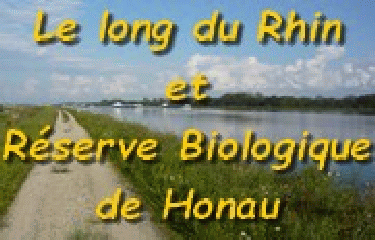 LE LONG DU RHIN - RESERVE BIOLOGIQUE DE HONAU -bas-rhin-strasbourg