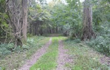 LE LONG DU RHIN - RESERVE BIOLOGIQUE DE HONAU -bas-rhin-strasbourg