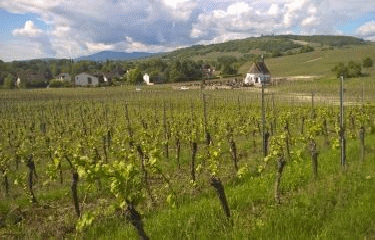 LE HORN ET LE SCHARRACHBERG-bas-rhin-strasbourg