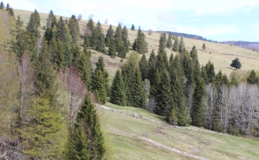 SUR LE MARKSTEIN-haut-rhin