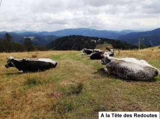 SEWEN - TETE DES REDOUTES - GRAND LANGENBERG-haut-rhin