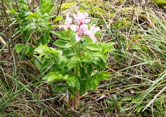 THANN - FLORIDOR - VUE ZUBER-haut-rhin